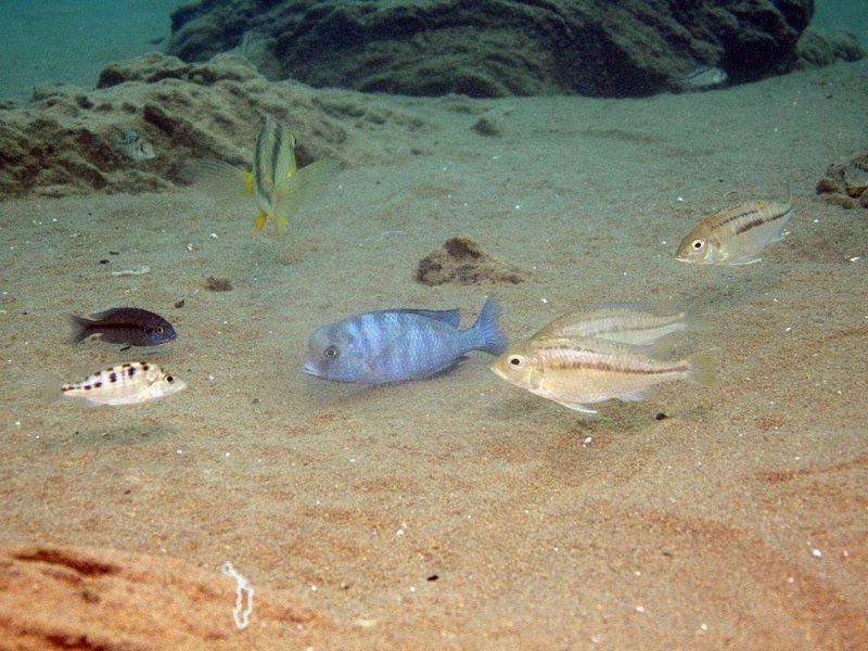 Cyrtocara moorii 'Malopa'